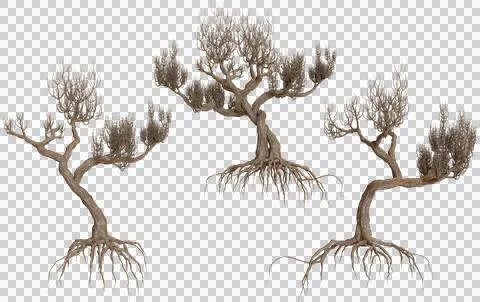 Three gnarled trees with exposed roots in a dark swampy environment Stock Photos