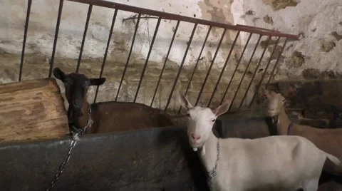 Three goats in the barn Video stock 53336909