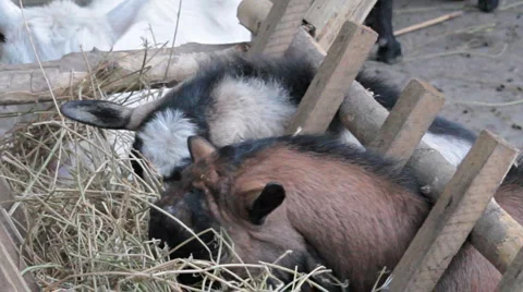 Three goats eat dry grass Stock Footage 1038596