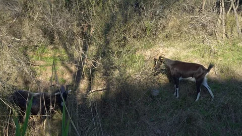 Three goats graze on a hillside and eat grass. Stock Footage 125640437