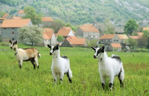 Three goats in the meadow Stock Photos