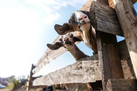 Three Goats Peering Through a Rustic Wooden Fence in Daylight Stock Photos