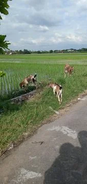 Three Goats Stock Photos