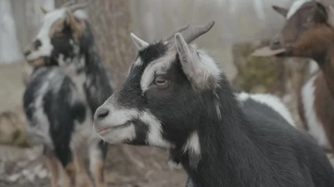 Three goats staring somewhere Stock Footage 269406156
