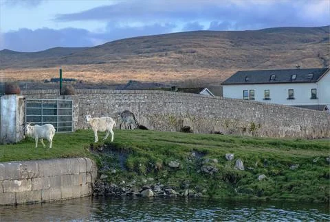 Three goats stood by the side of a river behind a wall Stock Photos