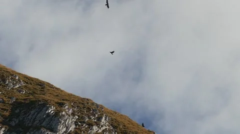 Three golden eagles fly in the cloudy sky (slow motion). 動画素材 42944746