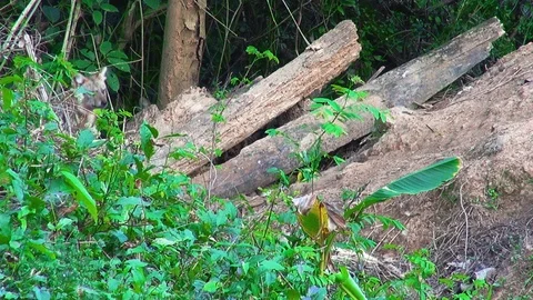 Three Golden Jackal (Canis aureus) Stock Footage 101591871