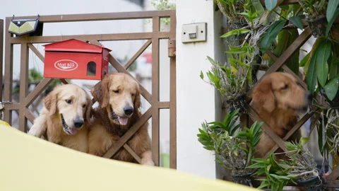 Three golden retriever dogs . Stock Footage 247111536