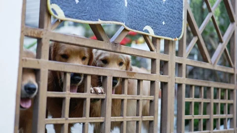 Three golden retriever dogs . Stock Footage 247111994