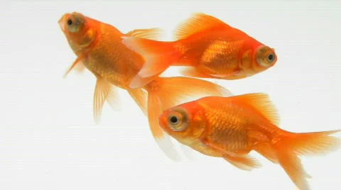 Three Goldfish  Vídeo Stock 627362
