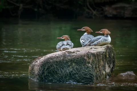 Three goosander Foto stock