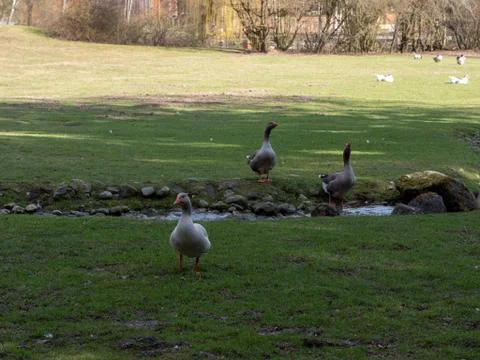 Three Goose on a Meadow Foto stock
