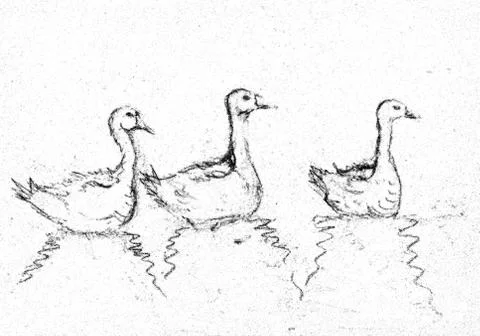 Three gooses in black and withe drawing Stock Illustration