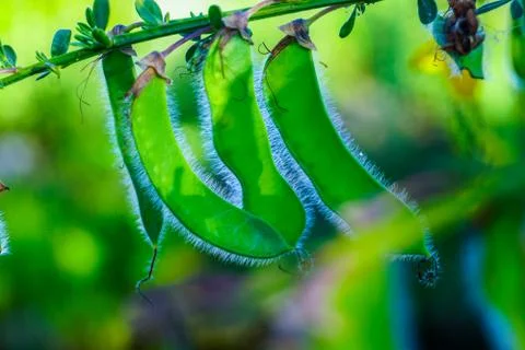 Three Gorse Seeds Stock Photos