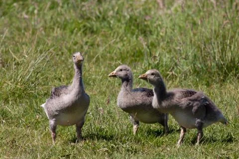 Three goslings in a field Stock Photos