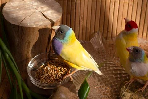 Three Gouldian Finches. Stock Photos