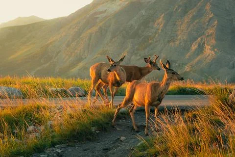 Three graceful deer pause by the roadside at golden hour, mountains behind. Stock Photos