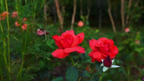 Three Gracefully Upright Roses in Full Bloom with Layered Petals 動画素材 341924291