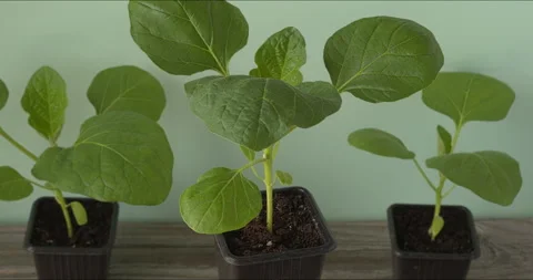 Three graffiti eggplant seedlings in germination pots. 스톡 동영상 332494708