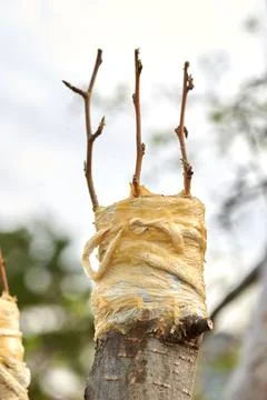 Three grafted branches on a tree trunk apple tree Stock Photos