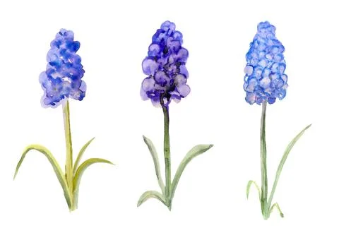 Three grape hyacinth Stock Illustration