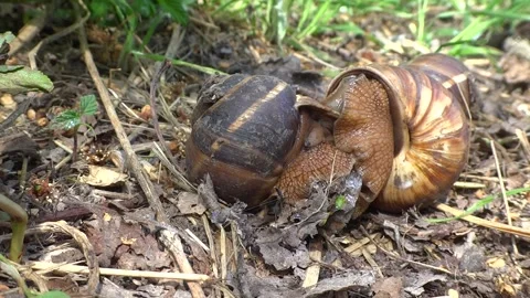 Three grape snails  copulate in the forest floor  Stock Footage 301692530