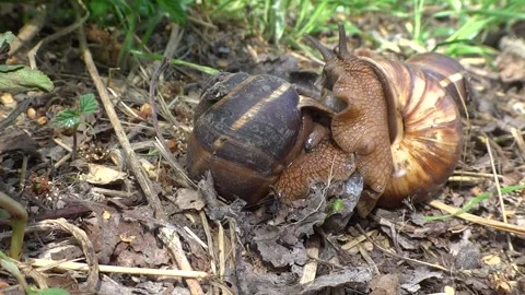 Three grape snails  copulate in the forest floor  Stock Footage 301692549