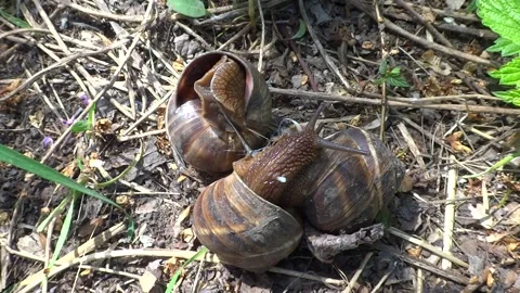Three grape snails  copulate in the forest floor  Stock Footage 301692610