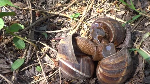 Three grape snails  copulate in the forest floor  Stock Footage 301692810