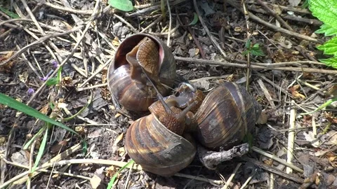 Three grape snails  copulate in the forest floor  Stock Footage 301692827