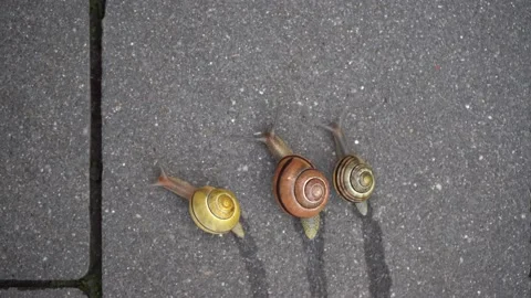 Three grape snails of different colors and sizes are racing along the road. Video stock 172526264