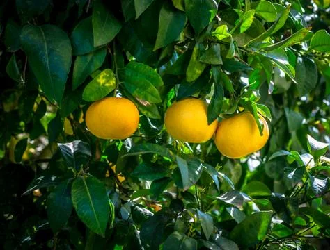 Three grapefruits on the tree Stock Photos
