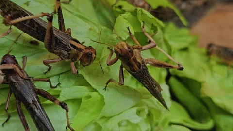 Three Grasshoppers eating Stock Footage 269679676