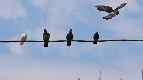 Three gray and one white dove  스톡 동영상 105575633