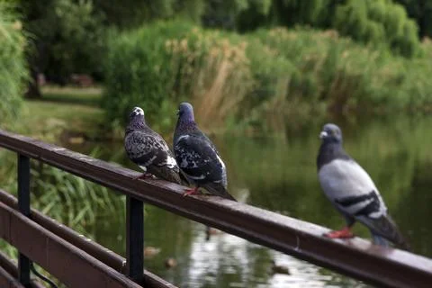 Three gray beautiful pigeons perched on a wooden railing by a calm river Stock Photos