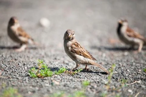 Three gray brown sparrows on grass on gravel Stock Photos