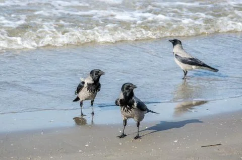 Three gray crows, Corvus Cornix, walking in shallow water. Stock Photos