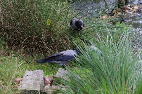 Three gray crows near a stream in nature Stock Photos