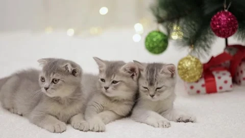 Three gray cute kittens lie near the Christmas tree Stock Footage 251719013