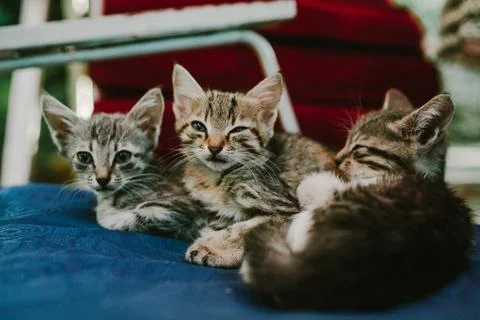 Three gray kitten curled up next to each other Stock Photos