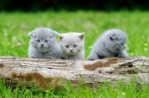 Three gray kitten on tree 写真素材