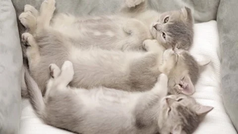 Three gray kittens are sleeping Stock Footage 248599546