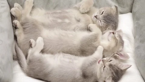 Three gray kittens are sleeping 스톡 동영상 249014400
