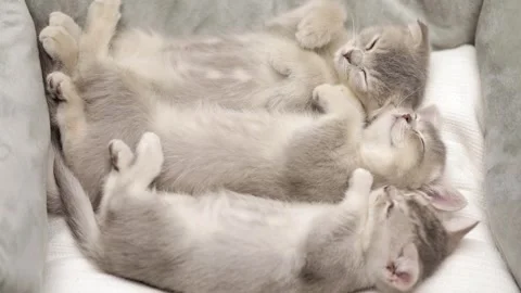 Three gray kittens are sleeping Stock Footage 249580670