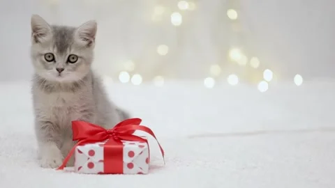 Three gray kittens lie near the Christmas tree Stock Footage 249014516
