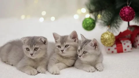 Three gray kittens lie near the Christmas tree Stock Footage 249581021