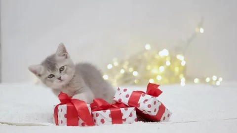 Three gray kittens lie near the Christmas tree Stock Footage 250275959
