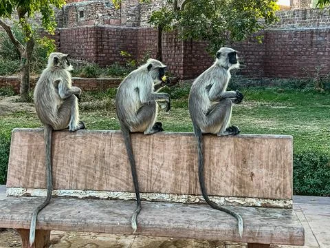 Three Gray Langur Monkeys Stock Photos