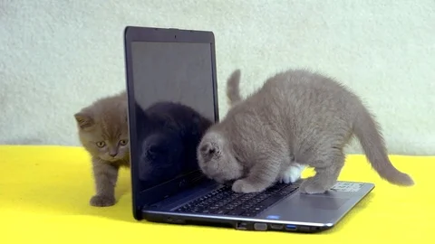Three gray little kitten playing with a laptop . Scottish fold. Stock Footage 105231483