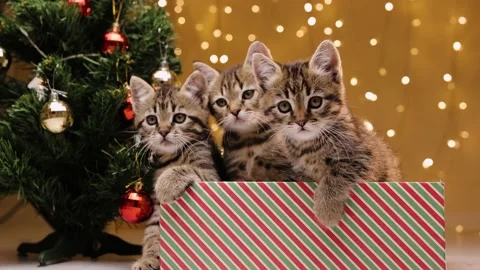 Three gray striped kittens are sitting in a gift box next to the Christmas tree Stock-Footage 219315348